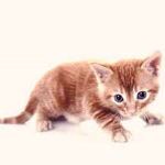 The Cutely Funny Kittens