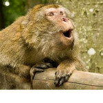 Monke Clan = pog