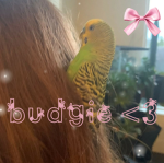 budgie <3