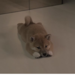 Shiba Team Poland