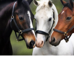 The horse’s