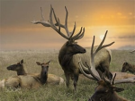 The reed herd