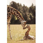 Team Sir Giraffe