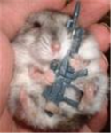 Commando Gerbils