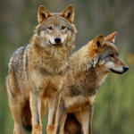 Wolves life beta fans