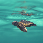 Save the Sea Turtles Ssksksks