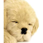Perfect petzzzzzzz pls join or follow me to join
