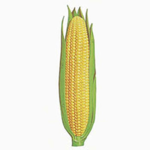 cult of corn