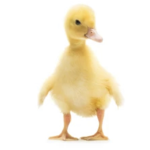Ducky POG GANG
