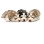 Puppys Friends!