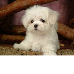 ~The Puppy Lovers~