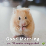 Pancake Hamster sqaud