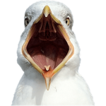 Surfing Seagulls