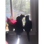 Cat Squad!!! <3