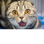 CatTech Clothing©