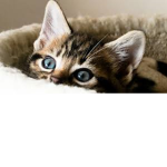 #KittenSupporter