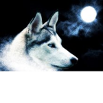 The Moon Pack