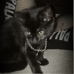 E/Kittens