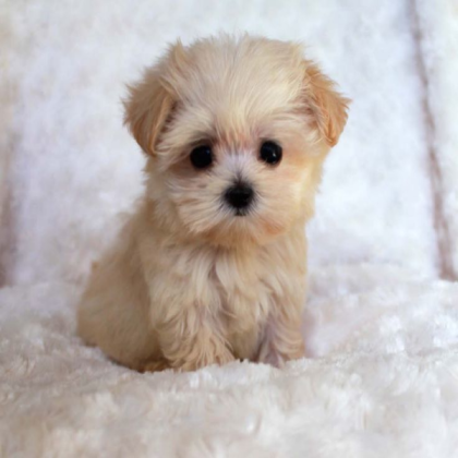 cute puppy Roblox decal