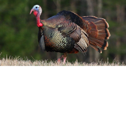 Turkey Time