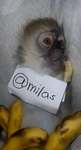 miIas