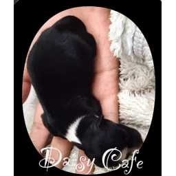 Daisy Cult's Cafe