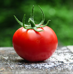 The Tomatoz Project