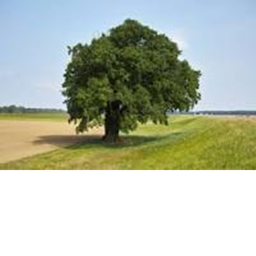 chochones