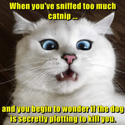 Destroy noob city!