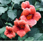 .-Flowers-.
