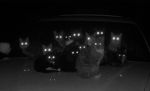 Static Angels