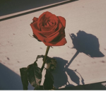 ~rose tears~
