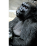 Gorilla Migration