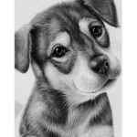 The Dog Fam!!