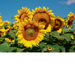 Sunflower 🌻 obby