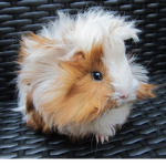 We Love guinea pigs!