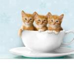 Cute Kittens Fan ####