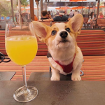The Pastel Corgis