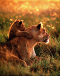 Horizon Paws Role-plays: A Lion’s Pride