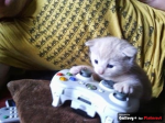 GAMING IS LIFE GROUP