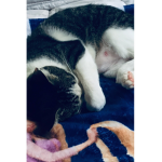 Cat love forever