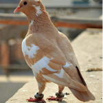 Pigeon's Avid Clothing ʕ•ᴥ•ʔ