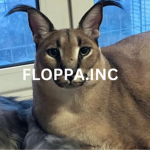 FLoppA game development studio