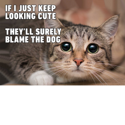 BIG CAT MEMEEEE