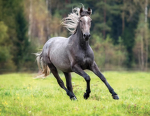 Wild horse islands LOVERS here!