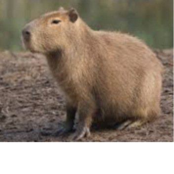 에니메이션 테스트(시즌 1..ㄷㄷ)