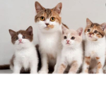 Kitten and cat fan group lol