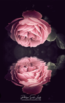 ~team de l amitié~ Group Thumbnail