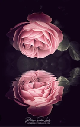 ~team de l amitié~ Roblox group icon
