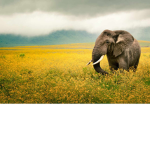 .~*|:| the animal team |:|*~.